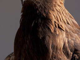 Steinadler
